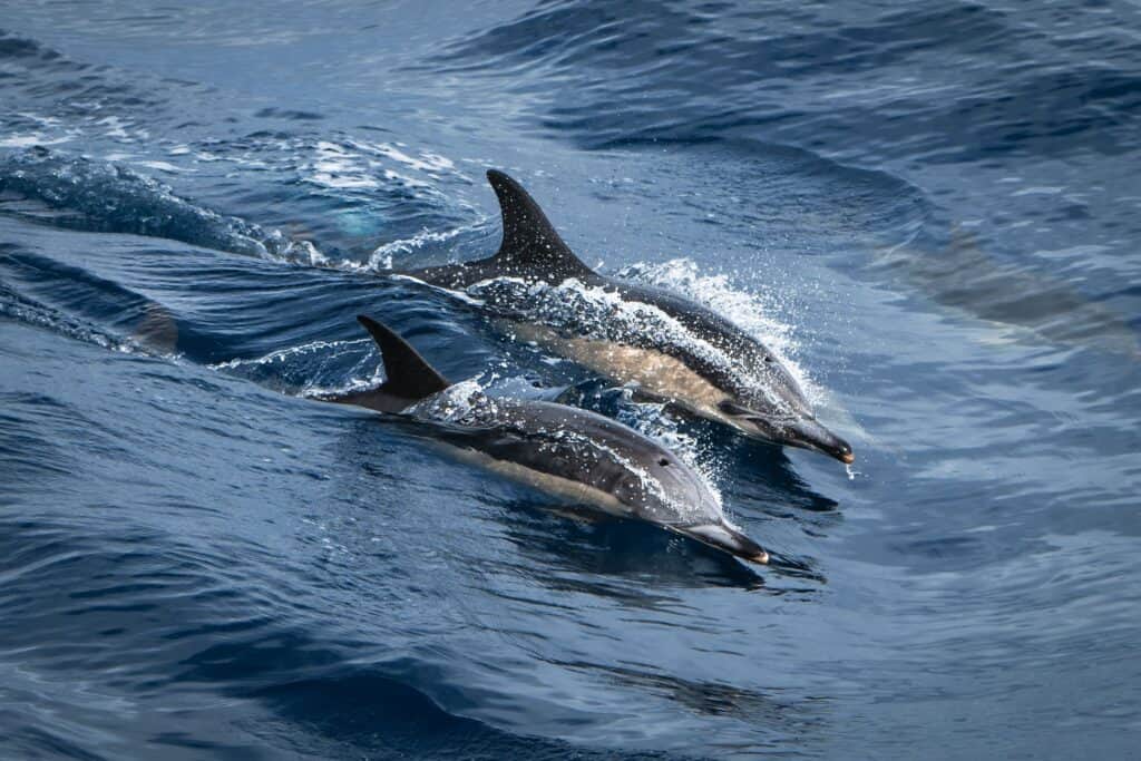 Dolphin safari, Nazaré, Portugal